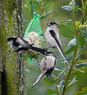 Long-tailed Tit