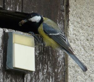 Great Tit