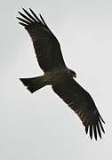 Black Kite (govinda)