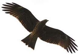 Black Kite (govinda)