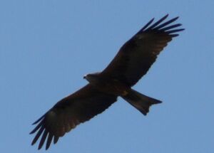 Black Kite