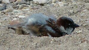 House Sparrow 
&copy; Thomas Roussel