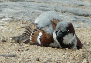 House Sparrow 
&copy; Thomas Roussel
