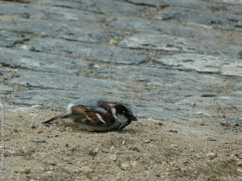 House Sparrow male adult, Behaviour