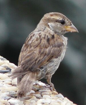 House Sparrow 
&copy; Thomas Roussel