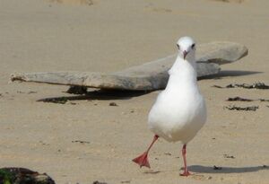 Mouette rieuse 
&copy; Thomas Roussel