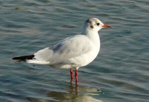 Mouette rieuse 
&copy; Thomas Roussel