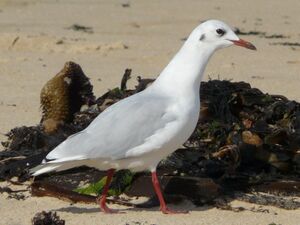 Mouette rieuse 
&copy; Thomas Roussel