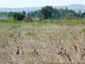 Outarde canepeti�re