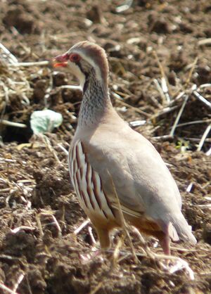 Red-legged Partridge 
&copy; Thomas Roussel