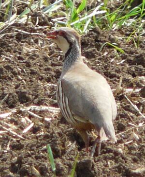 Red-legged Partridge 
&copy; Thomas Roussel