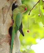 Rose-ringed Parakeet