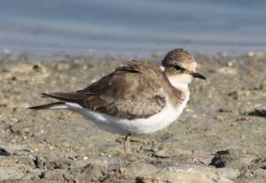Little Ringed Plover