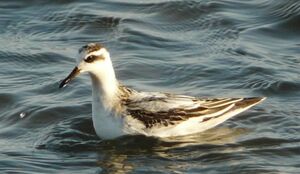 Phalarope � bec large