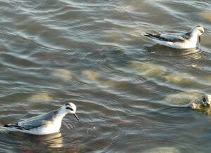 Phalarope � bec large