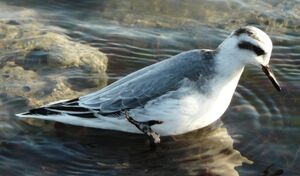 Phalarope � bec large