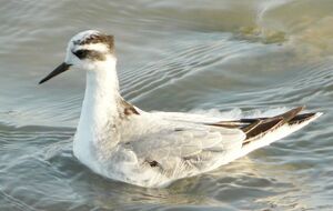 Phalarope � bec large