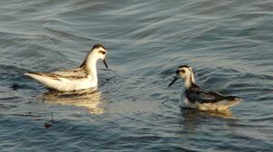 Phalarope à bec large