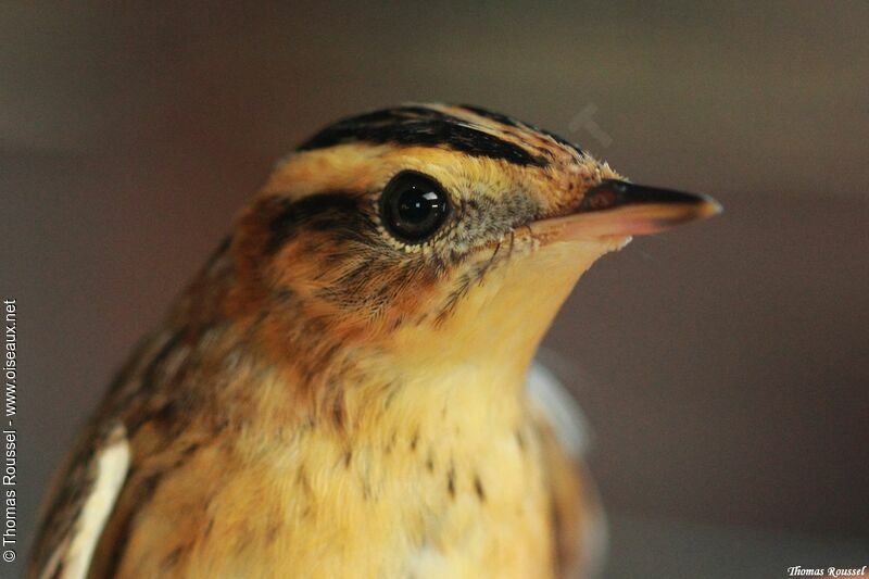 Aquatic Warbler, identification, close-up portrait