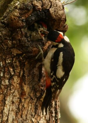 Great Spotted Woodpecker 
&copy; Thomas Roussel