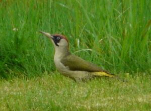 European Green Woodpecker