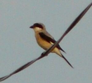 Lesser Grey Shrike