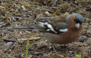 Common Chaffinch