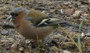 Common Chaffinch