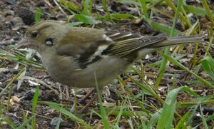 Common Chaffinch