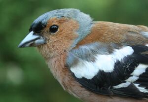 Common Chaffinch