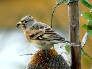 Brambling