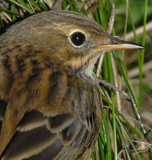 Meadow Pipit 
&copy; Thomas Roussel