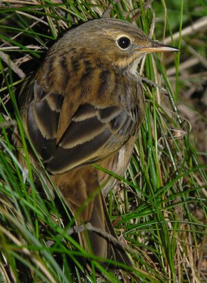 Meadow Pipit 
&copy; Thomas Roussel