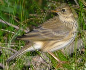 Meadow Pipit