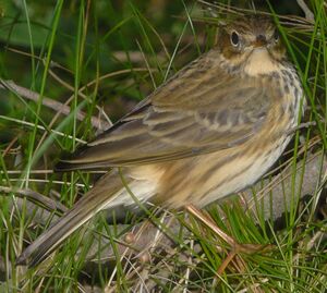 Meadow Pipit 
&copy; Thomas Roussel