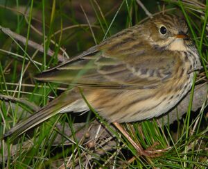 Meadow Pipit 
&copy; Thomas Roussel
