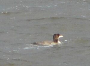 Plongeon imbrin