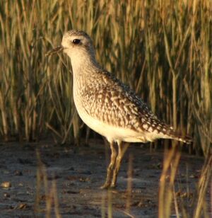Grey Plover