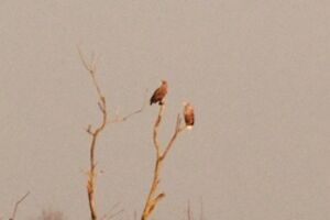 White-tailed Eagle