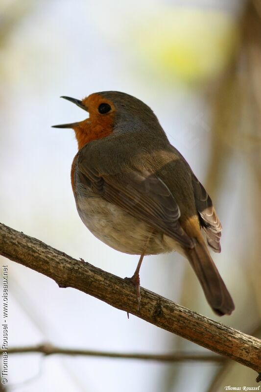 European Robin, identification, song