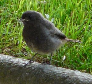 Black Redstart