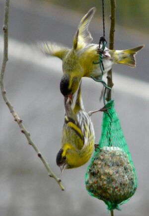 Eurasian Siskin