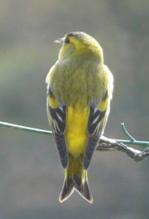Eurasian Siskin