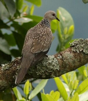 Spotted Dove