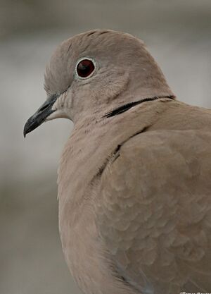 Eurasian Collared Dove