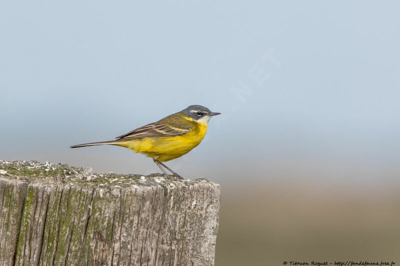 Western Yellow Wagtail, identification, close-up portrait, aspect, pigmentation