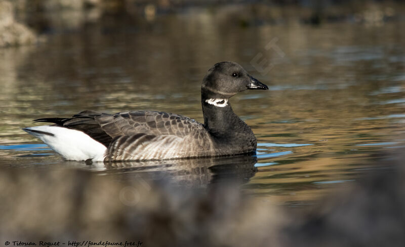 Brant Goose, identification, swimming