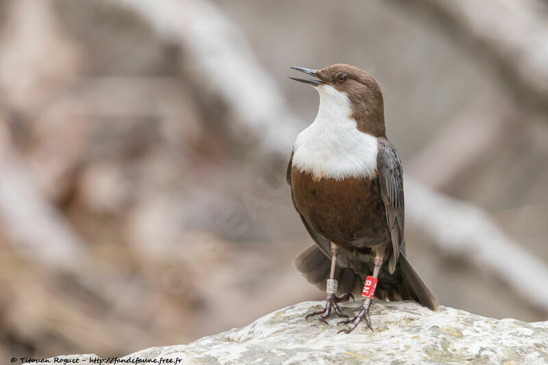 White-throated Dipper male adult breeding, identification, courting display
