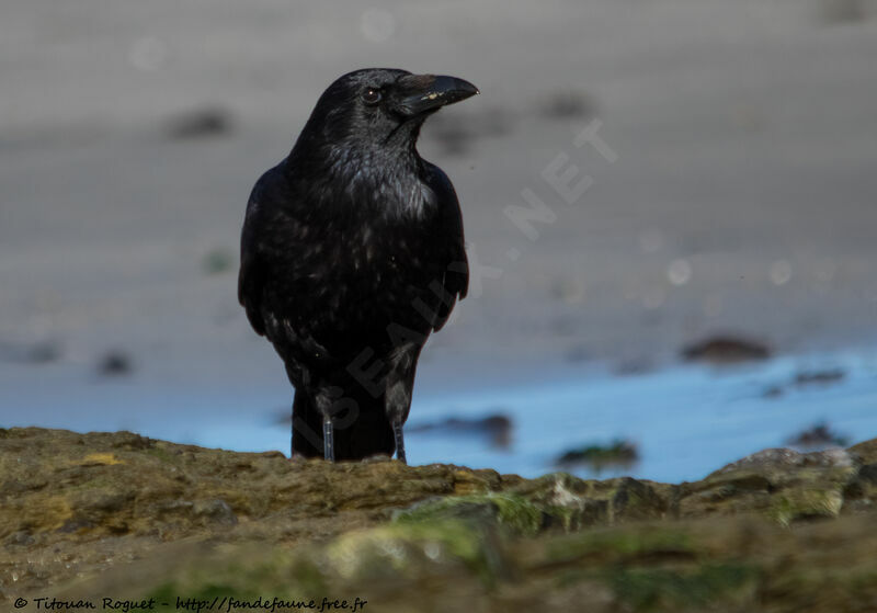 Carrion Crow, identification