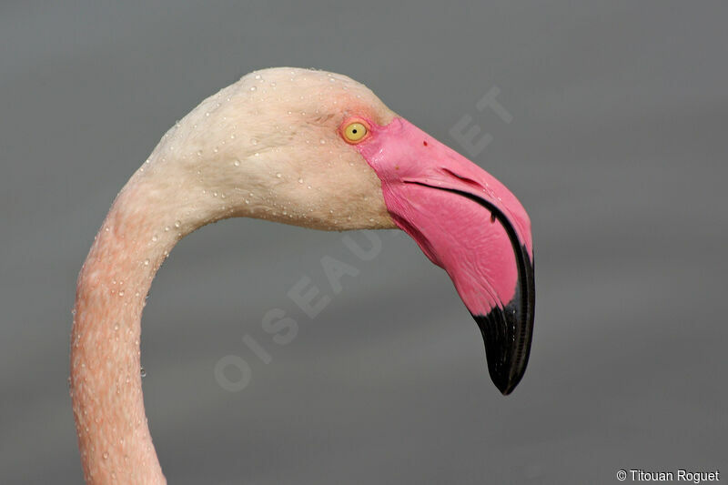 Greater Flamingo, identification, close-up portrait